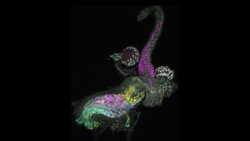 Invisible Anatomy in the Fruit Fly Uterus: New Discoveries Could Have Implications for Fertility and Pest Control