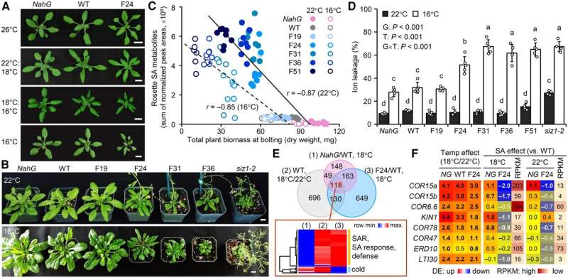 New salicylic acid-based strategy could balance disease resistance with plant growth