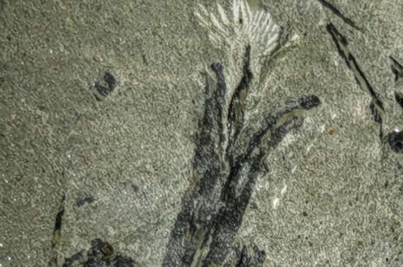 New seed fossil sheds light on wind dispersal in plants