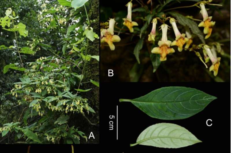 New species of Lysionotus reported from yunnan