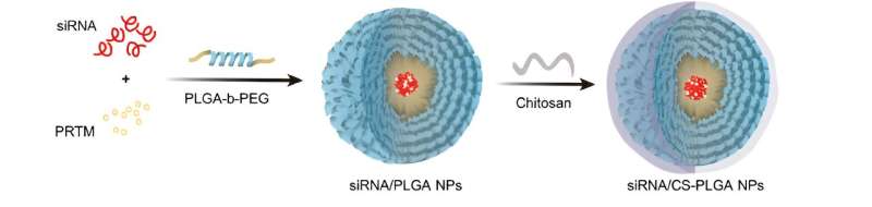 Innovative nanoparticle therapy targets fat absorption to combat obesity