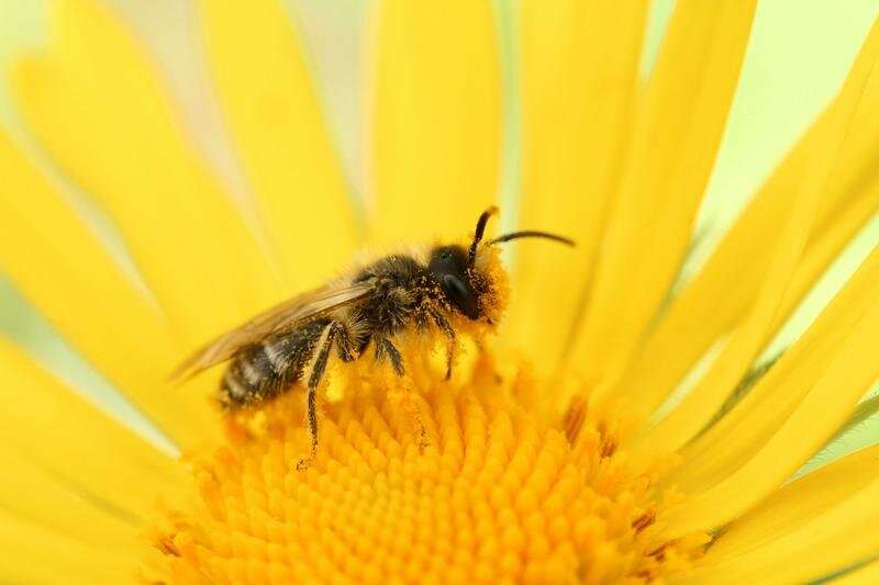 Novel sensors could help develop bee-friendly protection for plants