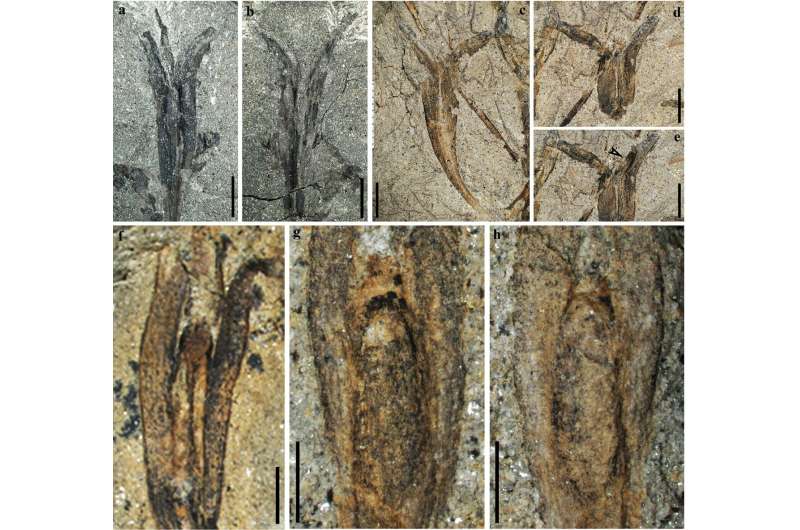 One of the earliest examples of a winged seed found in a mine in China