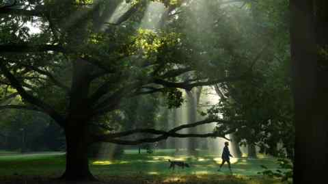 A dog walker in Tiergarten Park in Berlin