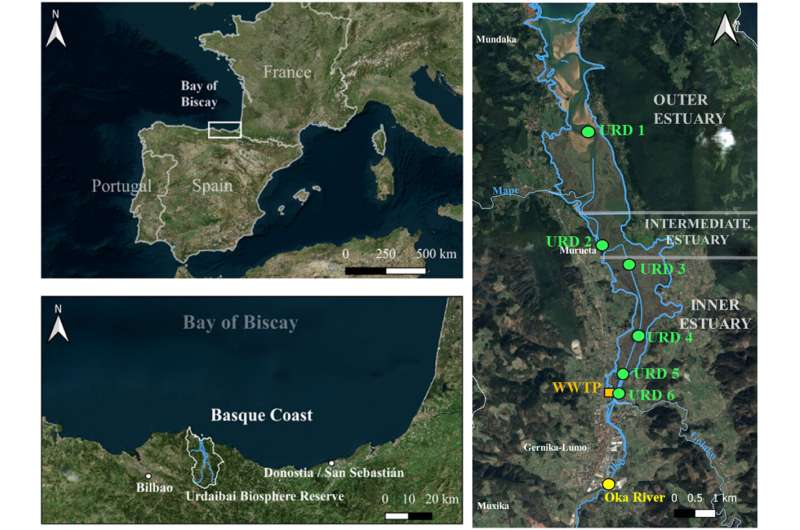 Discontinuing the Gernika sewage treatment plant discharge into Urdaibai has caused immediate changes in the aquatic environment