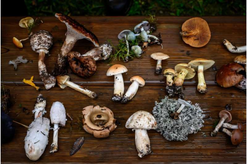 Restrictions on mushroom foraging have infuriated many enthusiasts