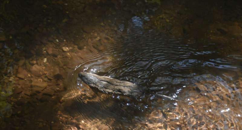 Pioneering river restoration declared a success