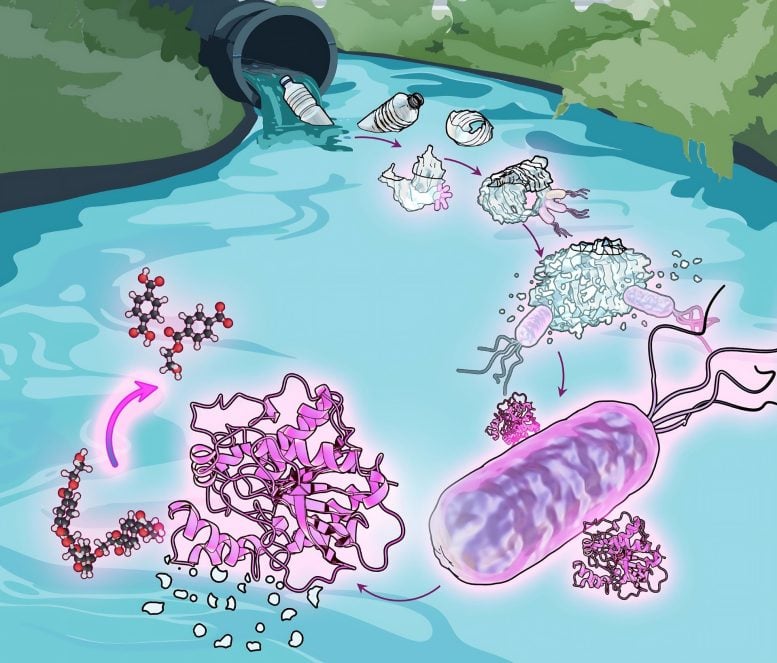 Illustration of Comamonas Bacteria