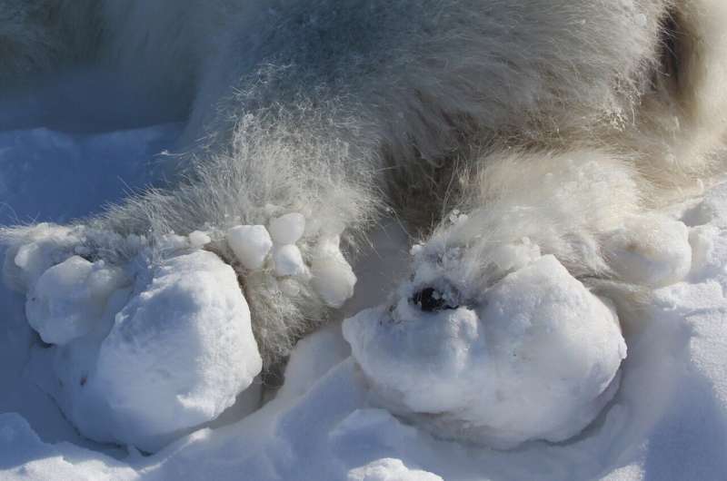 Paws of polar bears sustaining ice-related injuries in a warming Arctic