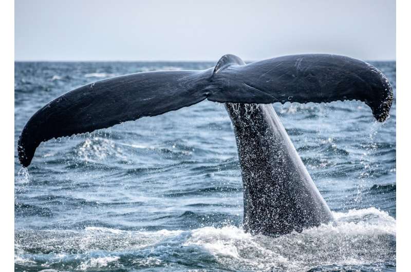 North Atlantic right whale