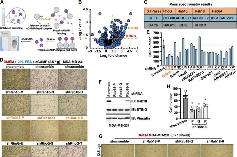 New protein pathway provides insights into cell migration and cancer metastasis