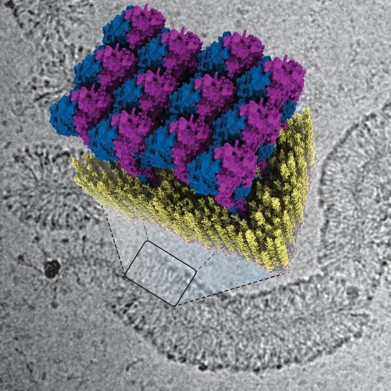 How Innate Immunity Envelops Bacteria