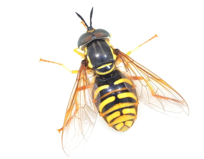 hoverfly close up