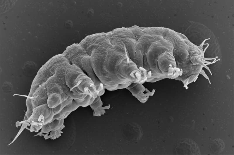 Saturday Citations: Reading comprehension; revisiting tardigrade orthodoxy; restoring universal symmetry