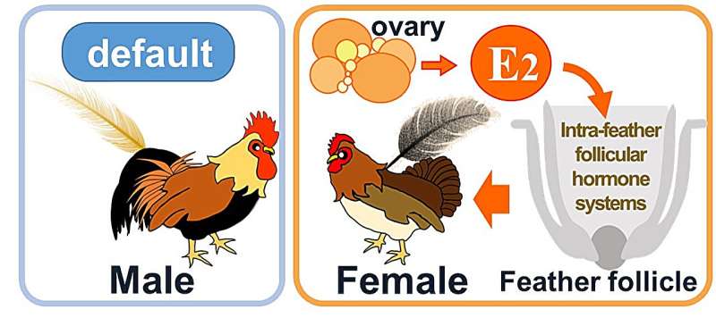 Molecular insights into differences in color and shape of male and female chicken feathers