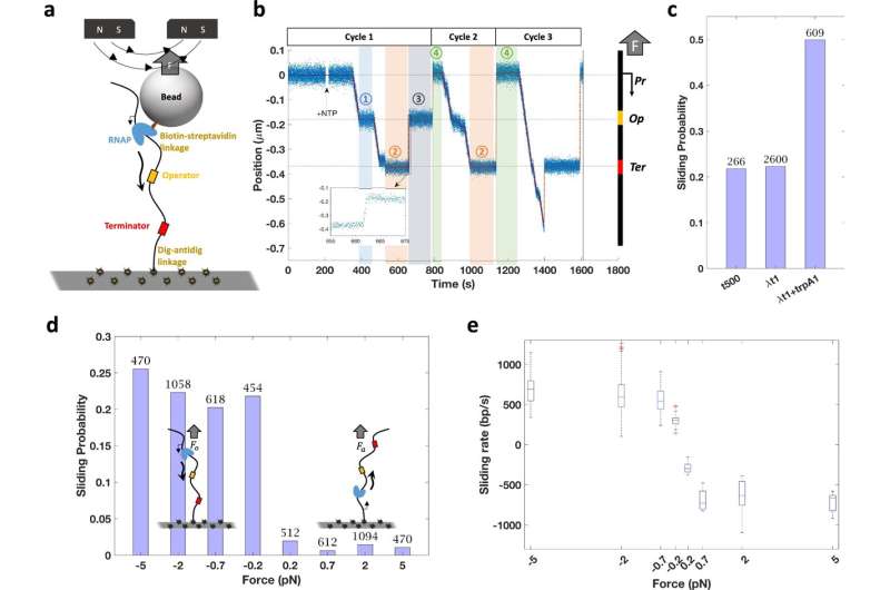 Research provides new insights into role of mechanical forces in gene expression