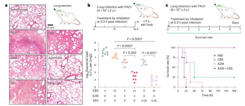 Metallodrug-antibiotic combination strategy to combat superbugs