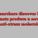 Researchers discover how plants produce a novel anti-stress molecule