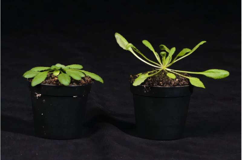 Researchers discover new mechanism in shade avoidance: Plants compete for light