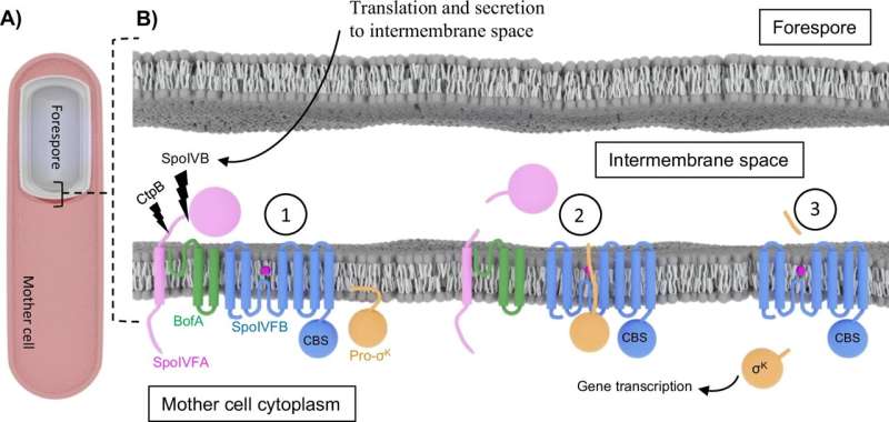 Researchers leverage cryo-EM for decades-in-the-making breakthrough