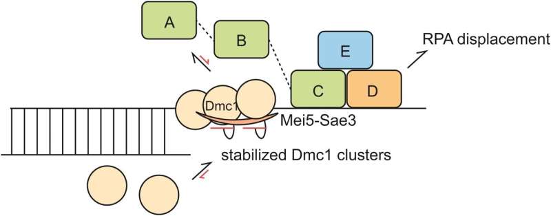 International collaboration team reveals a key mechanism in regulating DNA recombination