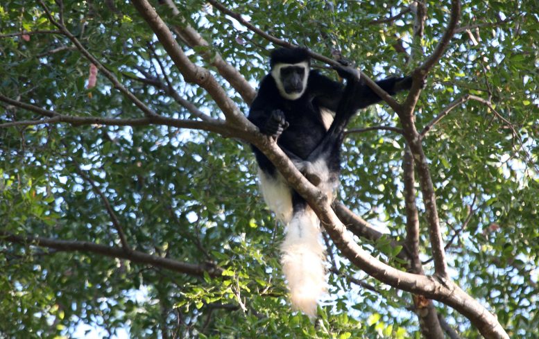 Mt. Kilimanjaro Colobus (Colobus caudatus) 