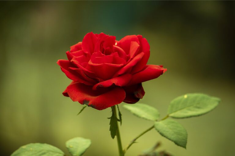 Scientists Unravel Genetic Mysteries of Roses