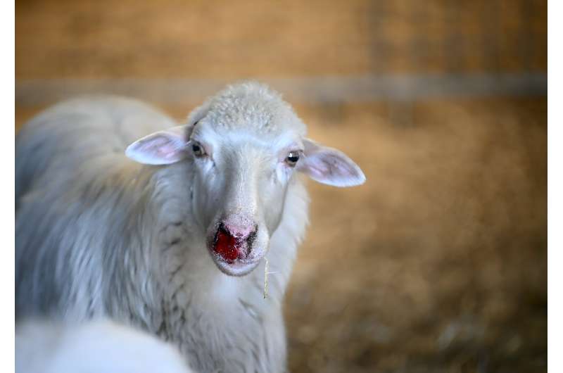 Bluetongue can cause nosebleeds, swollen heads, fever and turn an infected animal's tongue blue