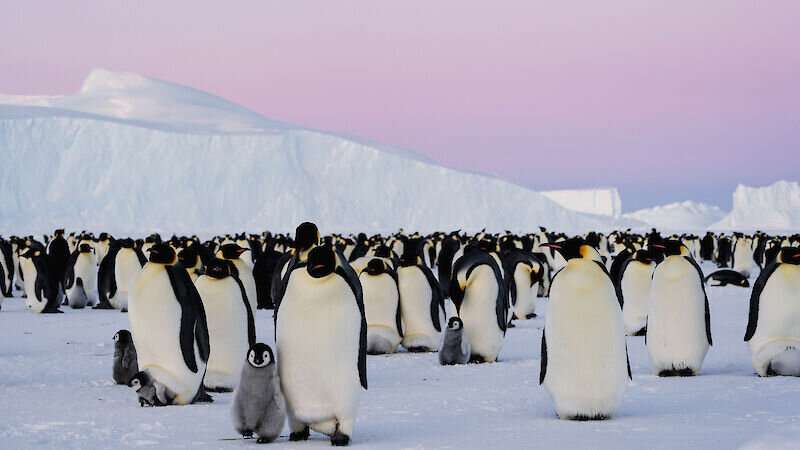 Satellite imagery charts emperor penguins' struggle to survive