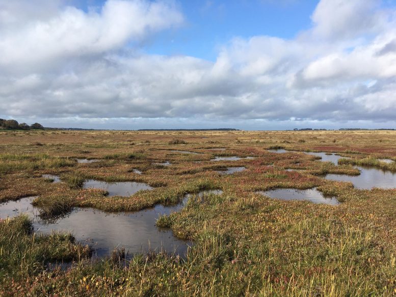 Saltmarsh in North Norfolk