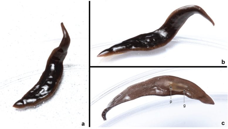 Amaga pseudobama Specimens