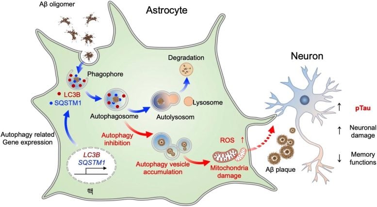 Astrocytic Autophagy Plasticity Graphic