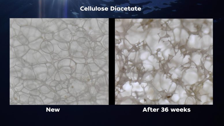 Cellulose Diacetate