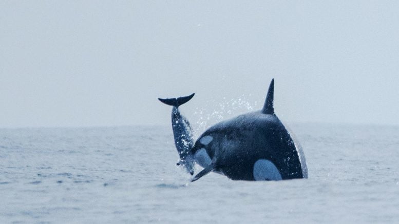 Orca Propelling Dolphin Into Air