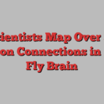 Scientists Map Over 50 Million Connections in Fruit Fly Brain