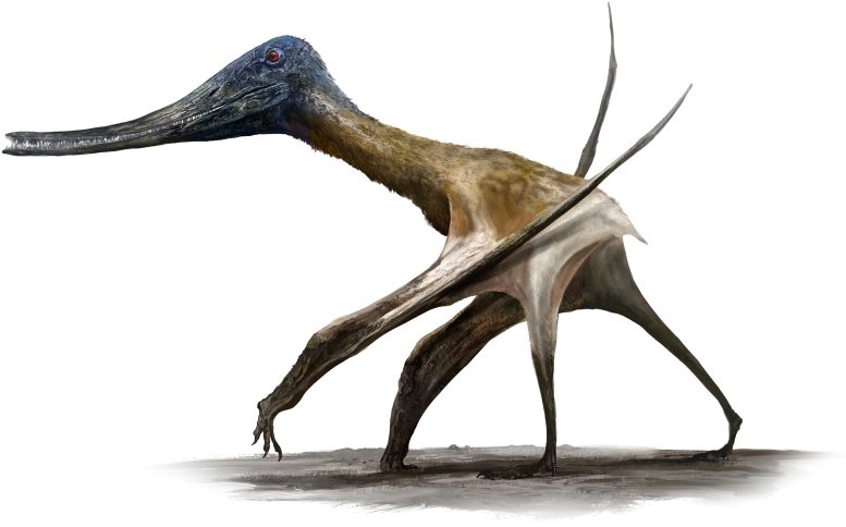 Balaenognathus Reconstruction