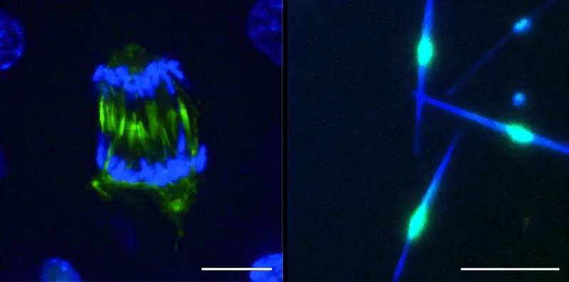 A molecular switch reshapes a dividing cell in minutes