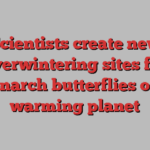 Scientists create new overwintering sites for monarch butterflies on a warming planet