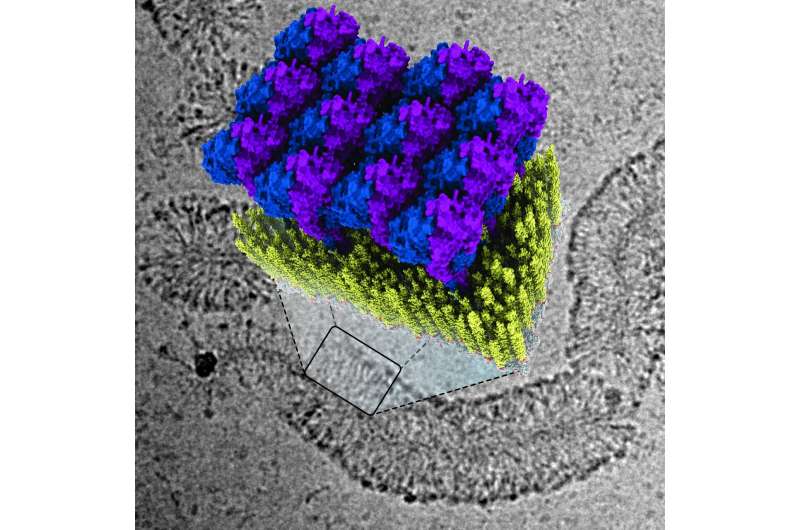 Scientists discover how innate immunity envelops bacteria