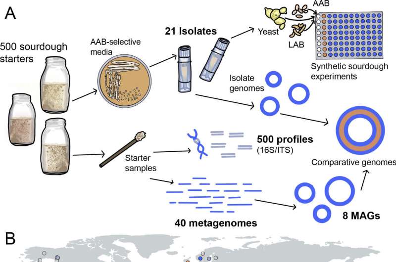 A tool to enhance the taste and texture of sourdough and study the complexity of microbiomes