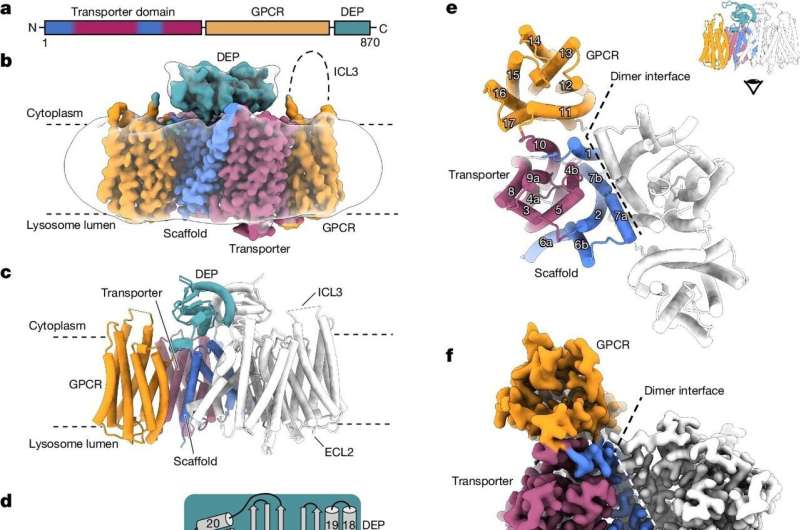 Aussie scientists find plant-like behavior in human cells