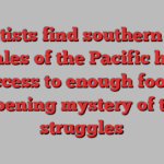 Scientists find southern killer whales of the Pacific have access to enough food, deepening mystery of their struggles