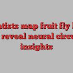 Scientists map fruit fly brain to reveal neural circuit insights