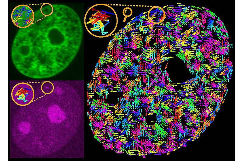 Stirred, not shaken — Scientists uncover how transcription drives motion within the genome