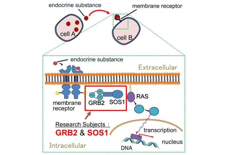 Scientists uncover workings of "batons" in biomolecular relay inside cells