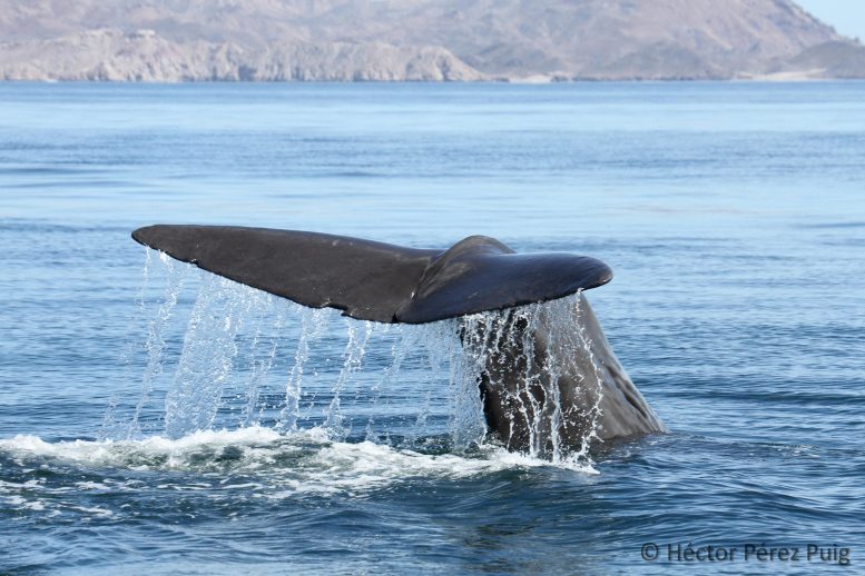 Sperm Whale Tail