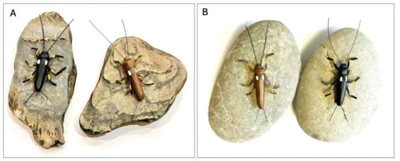 Human actions cause insect color change