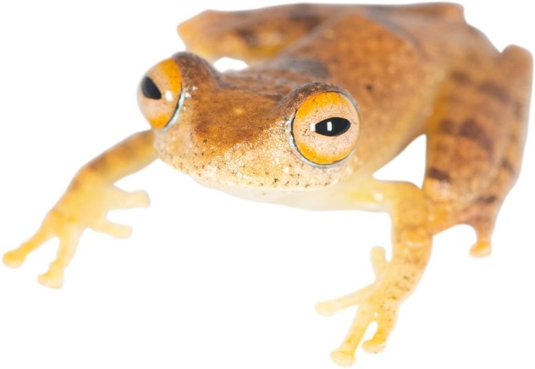 Boophis Species Named After Captain Pike