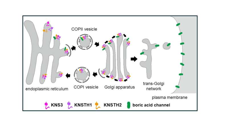 Spirited away: Key protein aids transport within plant cells