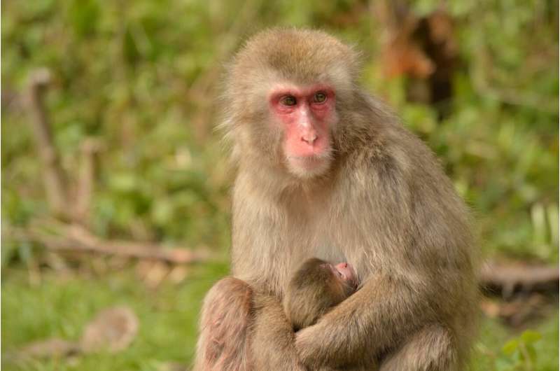 Macaques give birth more easily than women: no maternal mortality at birth